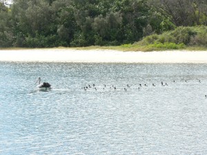 Co-operative fishing