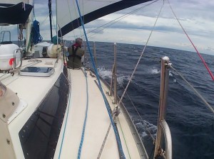 Sailing with the dolphins