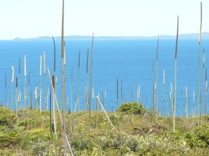 Oerlooking Bustard Bay towards the town of 1770