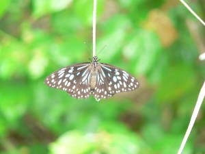 Lots of these on Scawfell and Brampton Islands