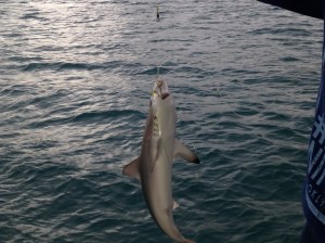 Not a friendly swimming companion