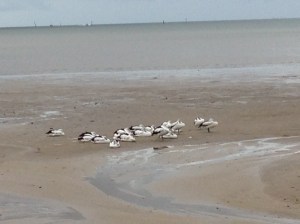 Pelicans on the mud flats