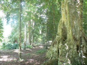 Old spice tree stand