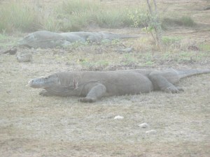 Komodo dragons in the early morning sun