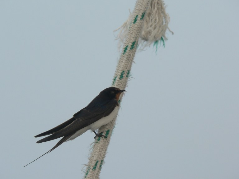 A couple of freeloaders. We also had another larger bird that spent the night lodged up in our spreaders